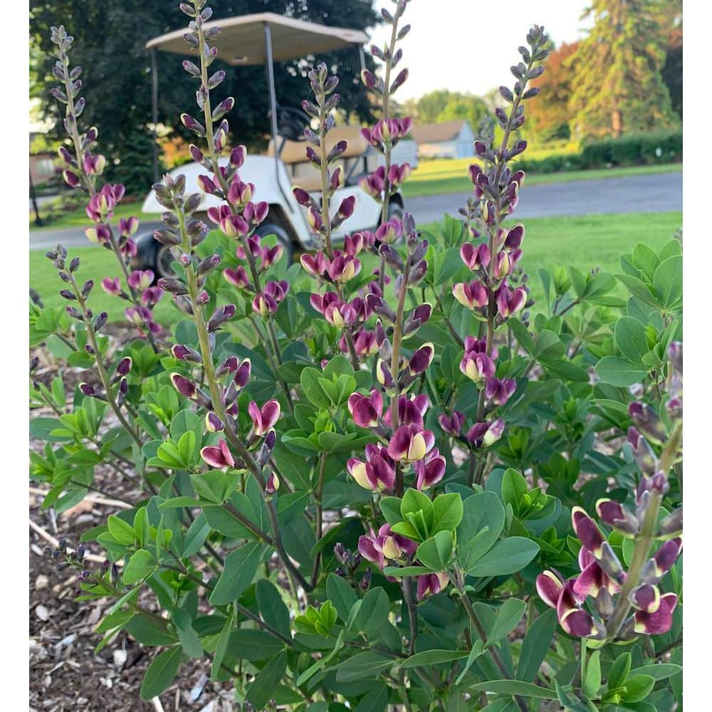 Weigela Florida My Monet Purple Effect 2G PW price history on PriceWatchPro