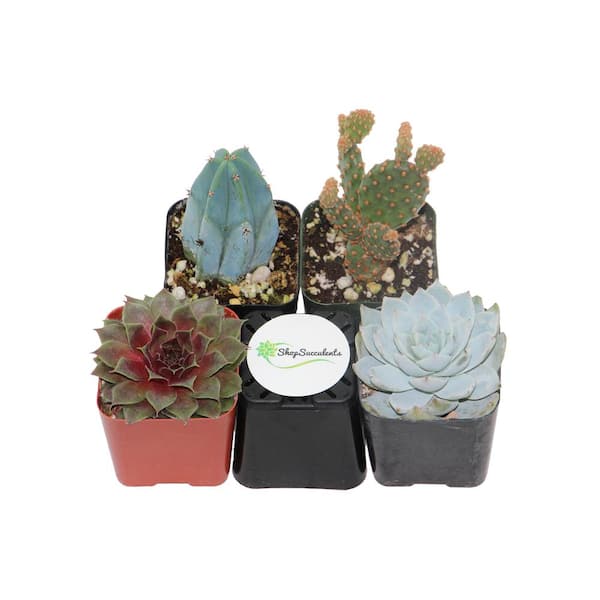 Shop Succulents 2 in. Cactus and Succulent (Collection of 4)