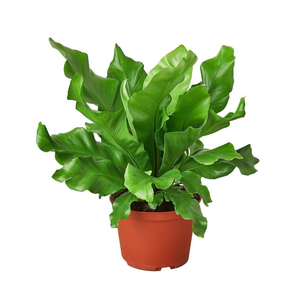 Birds Nest Nidus Fern (Asplenium nidus) Plant in 6 in. Grower Pot