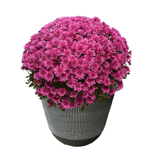 Unbranded 11.5 in. Chrysanthemum (Mum) Plant in A Decorative Pot with Purple Flowers