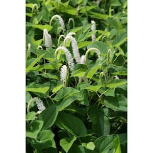 4 in. Lizards Tail, Red Stemmed Potted Bog/Marginal Pond Plant