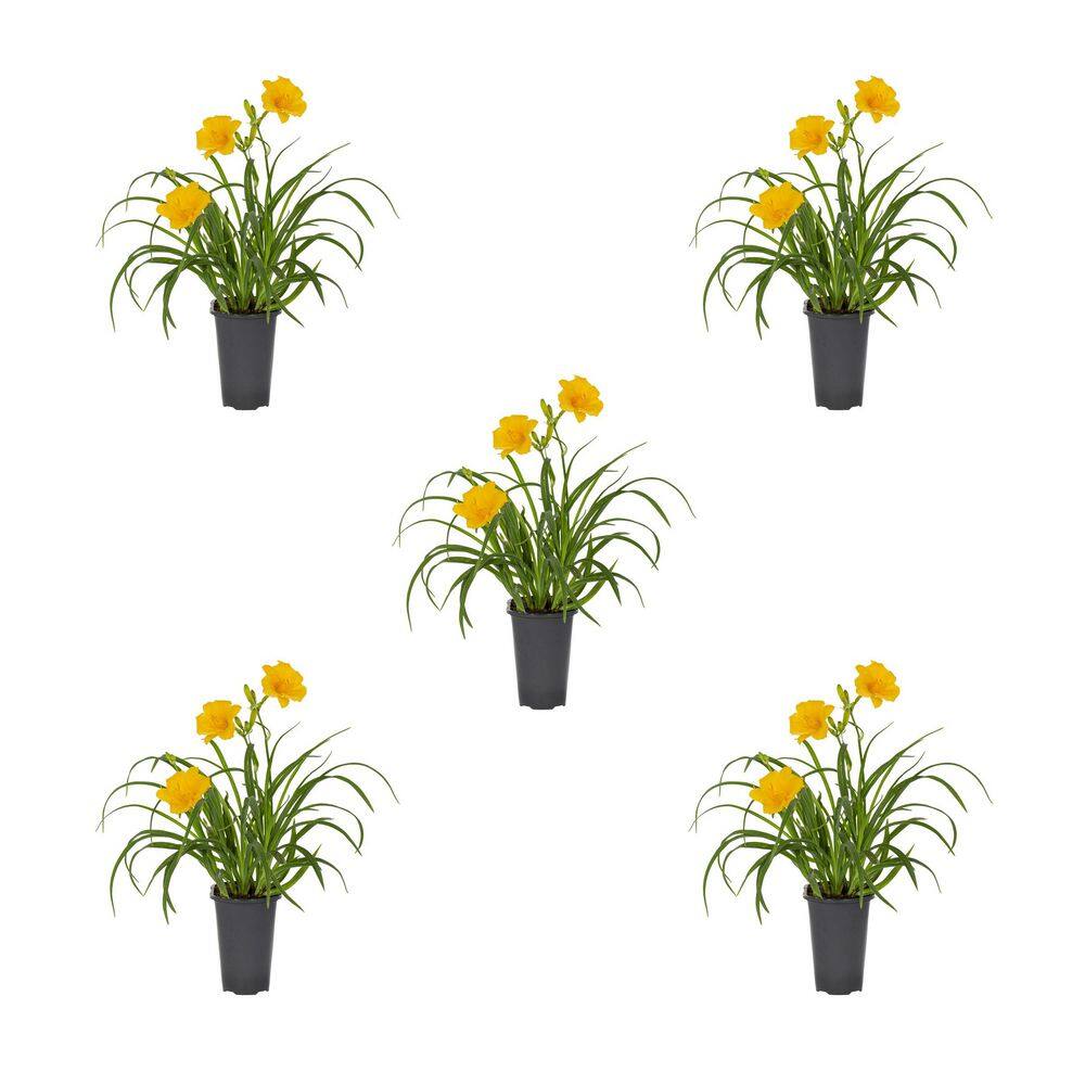 METROLINA GREENHOUSES 1.5-Pint Daylily Stella D'Oro Yellow