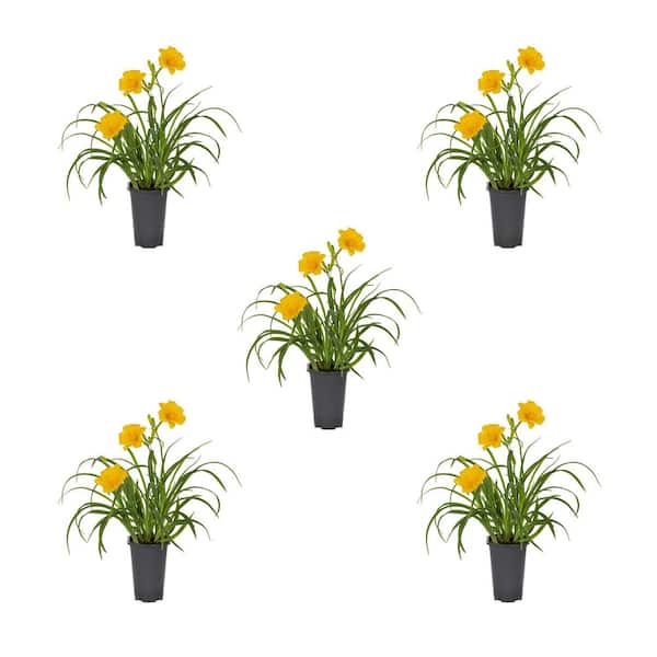 1.5-Pint Daylily Stella D'Oro Yellow Perennial Plant (5-Pack)
