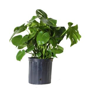 Monstera Plant in 10 in. Grower Pot