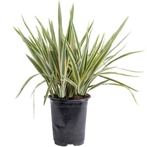 Outdoor Dietes Iris Bush Plant in 2.5 qt. Grower Pot, Avg. Shipping Height 1 ft. to 2 ft. Tall
