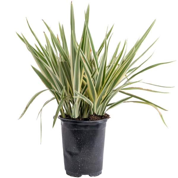 Costa Farms Outdoor Dietes Iris Bush Plant in 2.5 qt. Grower Pot, Avg. Shipping Height 1 ft. to 2 ft. Tall