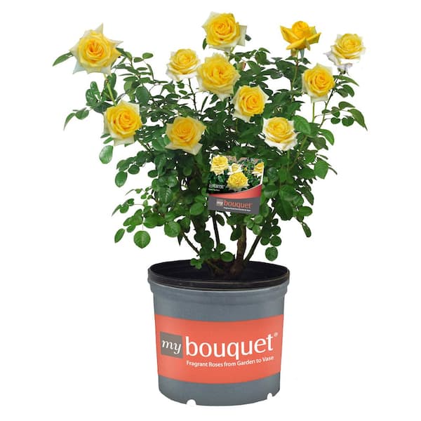 My Bouquet 2 Gal. Lemontini Rose with Yellow Flowers