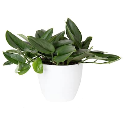 6 in. Scindapsus Sterling Plant in Scheurich Pot