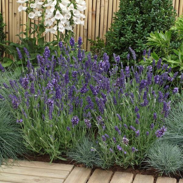 national PLANT NETWORK 3.25 in. Lavender Super Blue Plant (3-Pack