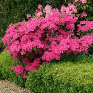 2.5 qt. Azalea Red Slippers Flowering Shrub with Red Blooms