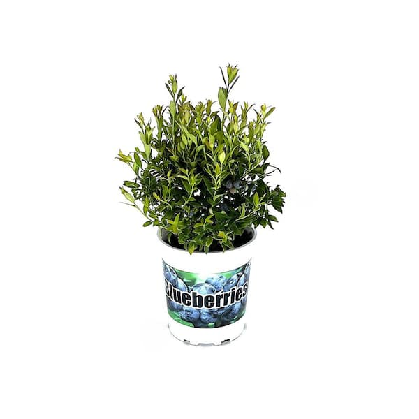 2.5 qt. Top Hat Blueberry Live Plant with Small Sweet Firm Berries Wild Blueberry Flavor 1 each