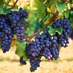 1.50 Gal. Pot, Blue Concord Grape, Live Potted Deciduous Fruit Bearing Vine (1-Pack)