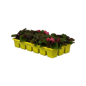 1.97 Gal. Begonia Bada Boom Bronze Leaf Rose Flower in 2.75 in. Cell Grower's Tray (18- Plant)