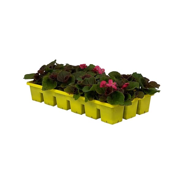 Pure Beauty Farms 1.97 Gal. Begonia Bada Boom Bronze Leaf Rose Flower in 2.75 in. Cell Grower's Tray (18- Plant)
