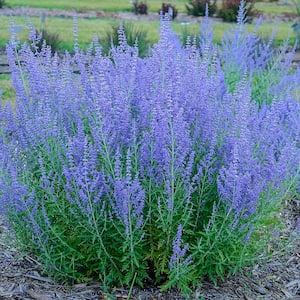 Blue Jean Baby Sage (Perovskia), Live Deciduous Bareroot Perennial Plant (1-Pack)