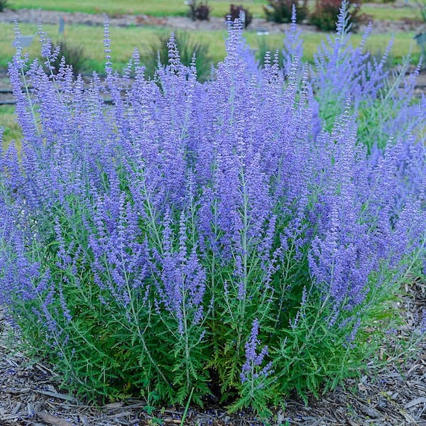 Spring Hill Nurseries Blue Jean Baby Sage (Perovskia), Live Bare Root Perennial Plant (1-Pack)