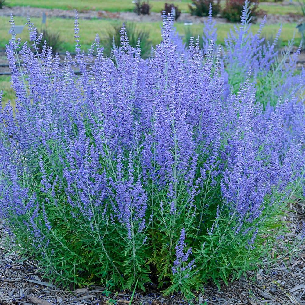 Blue Moon Reblooming Wisteria, Live Deciduous Bareroot Plant, Purple  Flowering Perennial Vine (1-Pack)
