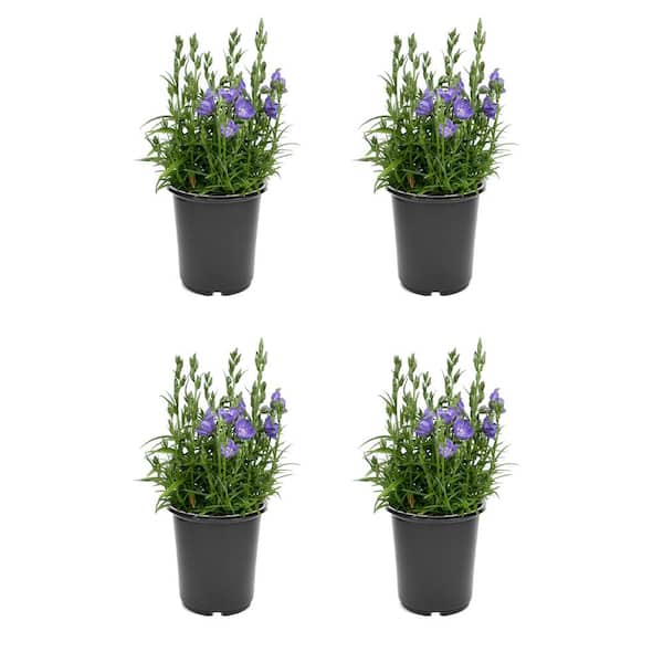 Unbranded 2.5 qt. Campanula persicifolia Takion Blue Perennial Plant with Violet-Blue Flowers-(4-Pack)
