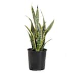 Sansevieiria Laurentii Live Indoor Snake Plant in 9.25 in. Grower Pot 22 in. - 30 in. Tall