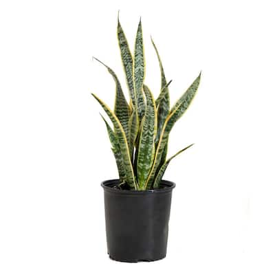 Snake Plant - Indoor Plants - Garden Center - The Home Depot