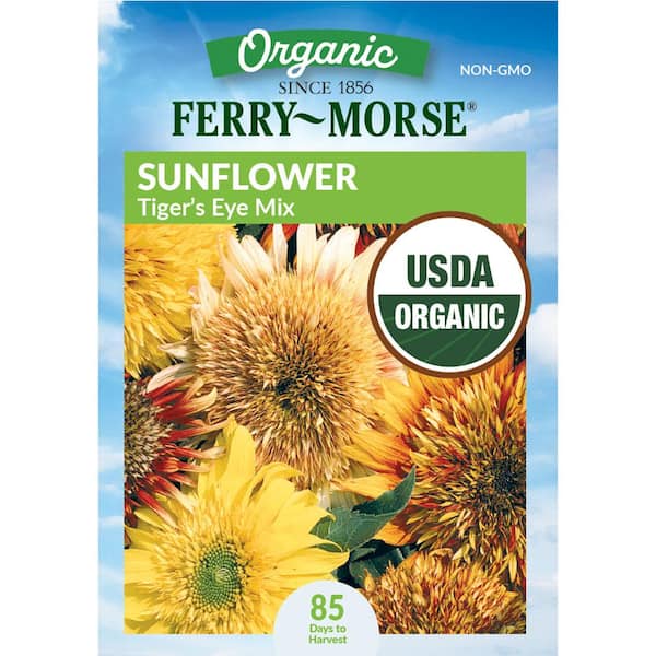 Organic Sunflower Tigers Eye Flower Seed