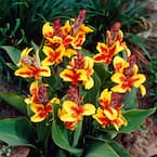 Cannas Reine Charlotte (Set of 5 Bulbs)