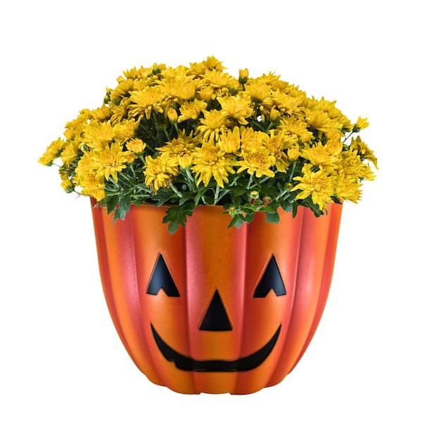 Chrysanthemum (Mum) Yellow Live Plant in 12 in. Pumkin Deco Planter