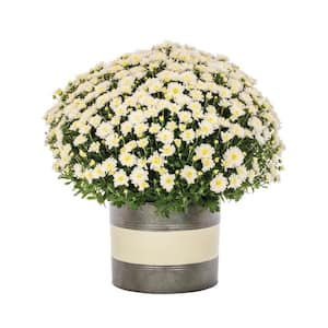 3 Qt. Live White Chrysanthemum (Mum) Plant for Fall Porch or Patio in Decorative Color-Matching Tin (1-Pack)