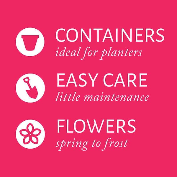 2 QT. Petite Knock Out Rose Bush with Red Flowers