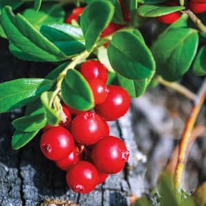 Red Candy Lingonberry Bush Deciduous Dormant Bare Root Fruit Bearing Starter Plant Root (1-Pack)