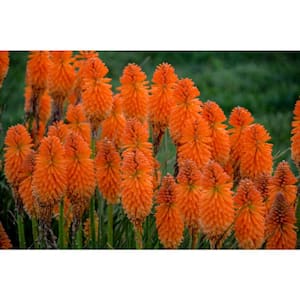 1 Gal., Pyromania 'Orange Blaze' Red Hot Poker (Kniphofia) Live Plant, Orange Flowers
