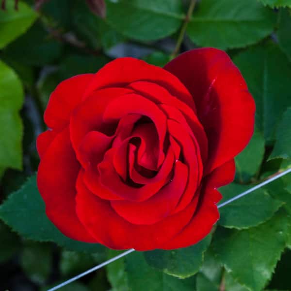 3 Gal. Pot, Oh My Floribunda Rose Bush Potted Shrub, with Red Flowers when mature (1-Pack)