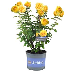 3 Gal. Good Day Sunshine Climbing Rose with Yellow Flowers