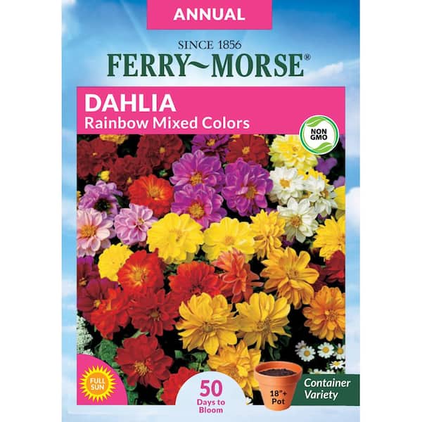 Ferry-Morse Dahlia Rainbow Mixed Colors Flower Seed 5582 - The