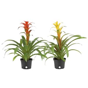 Bromeliad Plant Grower's Choice Colors in 6 in. Grower Pot (2-Pack)