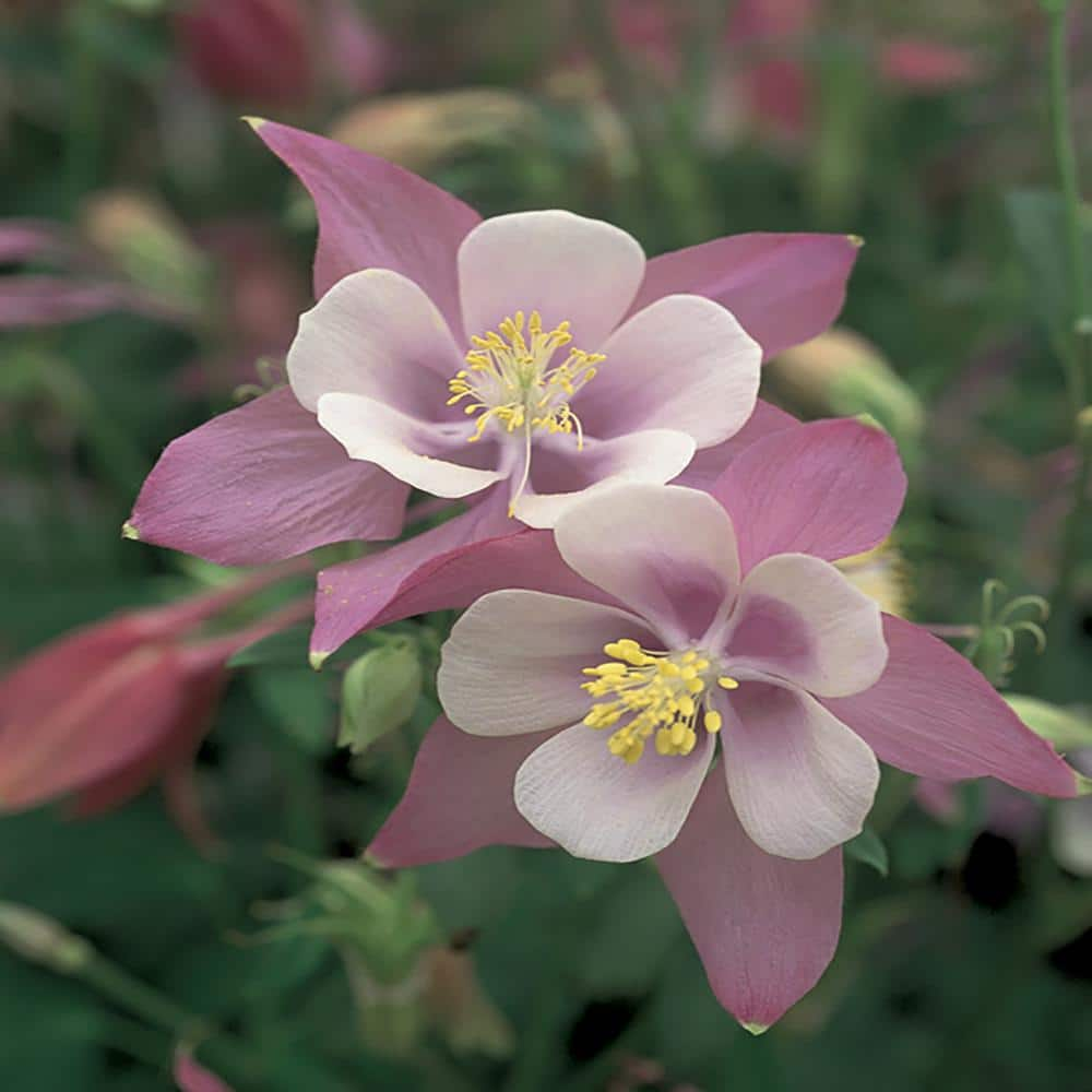 1 Songbird Nightingale Mixed Columbine Plant 2954 The Home