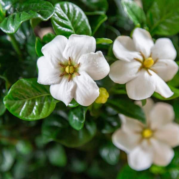 2 Gal. Diamond Spire Gardenia Shrub with Fragrant White Blooms