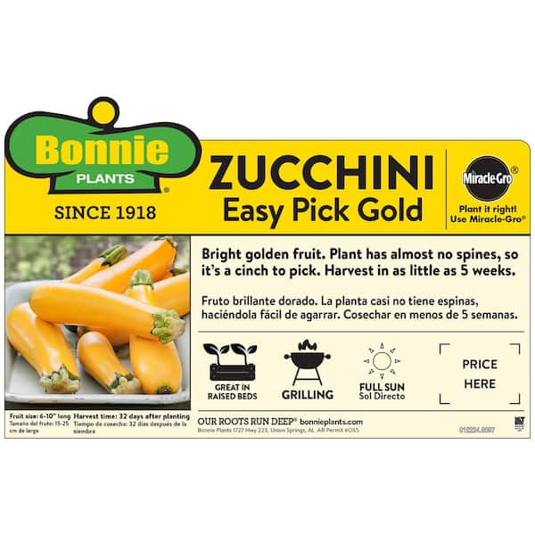 19 oz. Easy Pick Gold Zucchini Plant