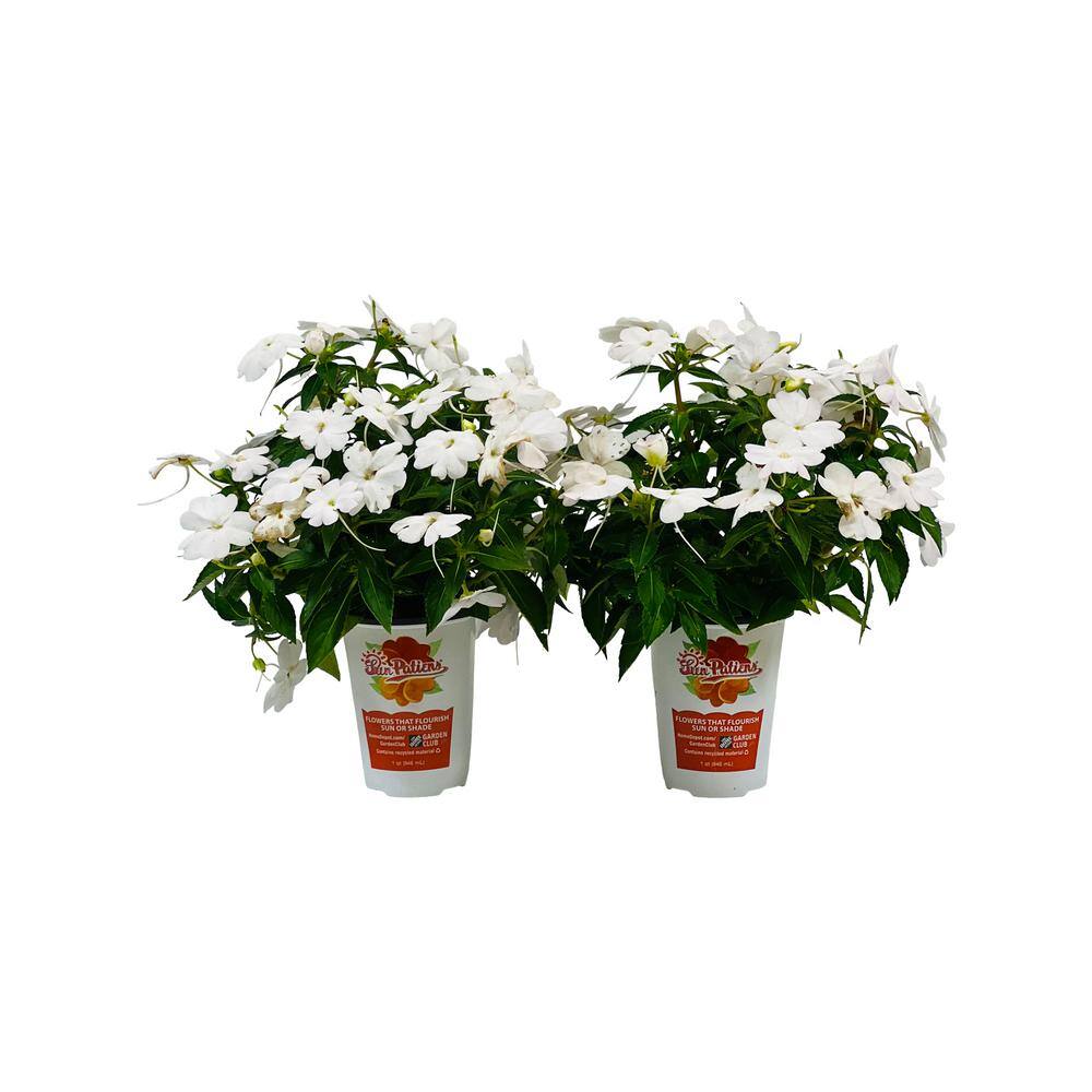 1 Gal. Compact White  Impatiens Outdoor Annual Plant with White Flowers (2-Plants) price history on PriceWatchPro