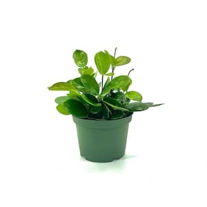 6 in. Hoya Australis Plant in Grower Pot