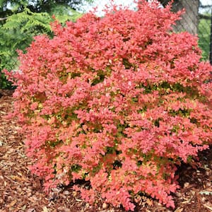 Dupuy Berberian 「Nectars」 Amazon.com : Hirt's Gardens SUNJOY Orange Pillar™ - Barberry