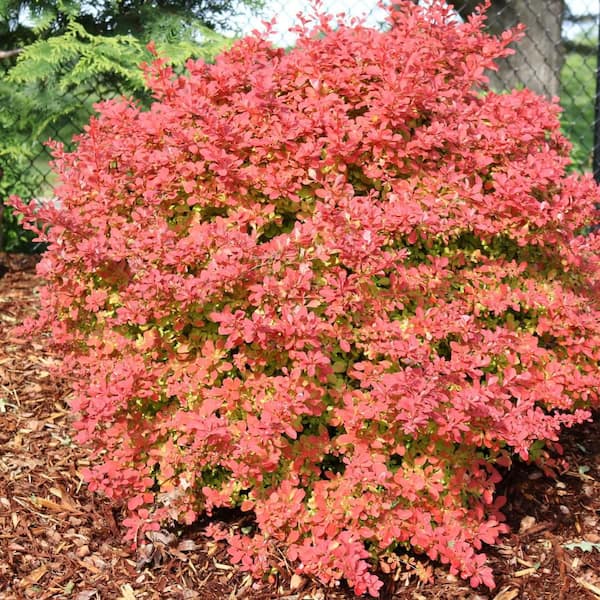 Proven Winners 4.5 in. qt. Sunjoy Fast Neo Barberry (Berberis Thunbergii) Live Flowering Shrub with Red Foliage