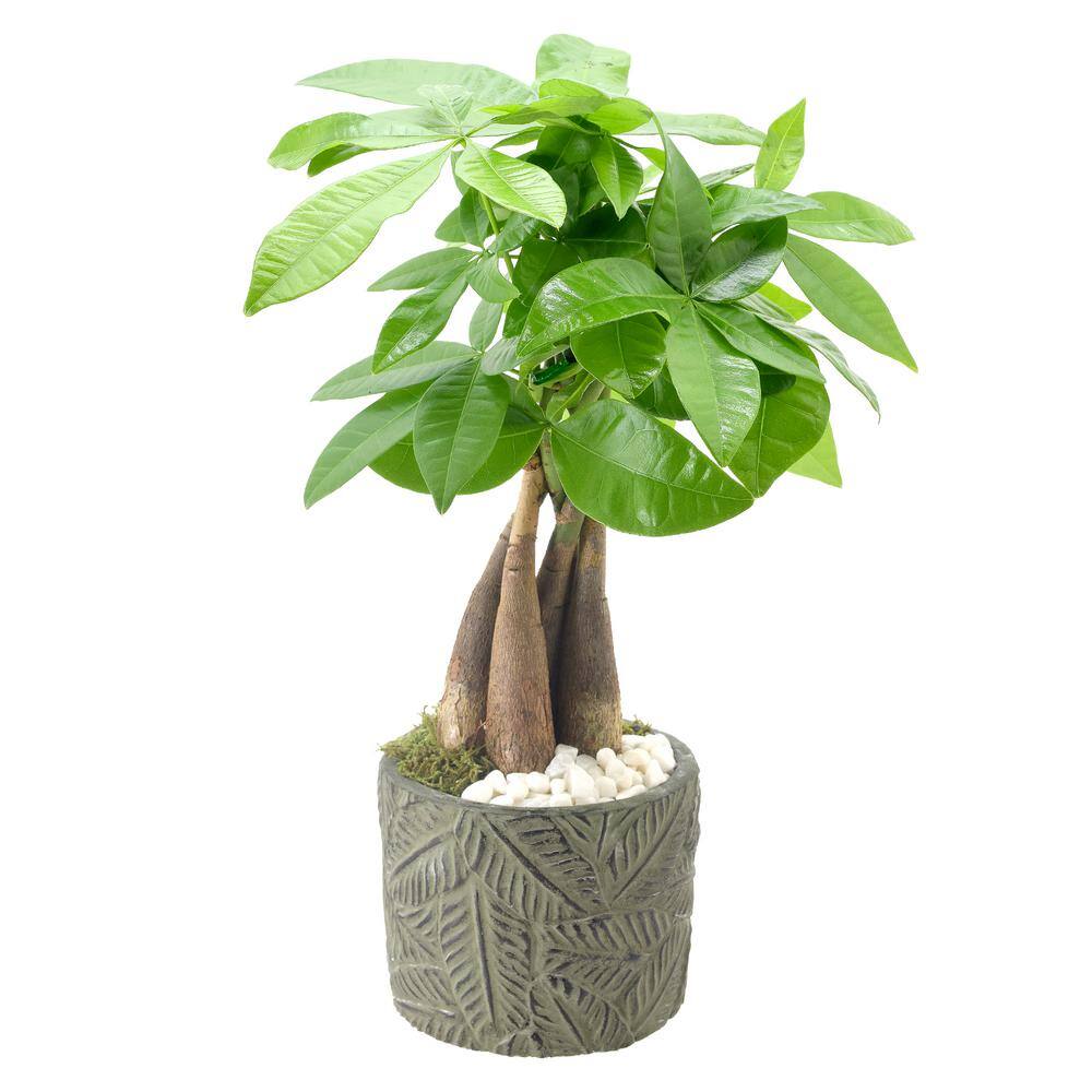 Large Green Ceramic Planter Money Tree Bonsai