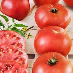 19 oz. Big Boy Tomato Plant (2-Pack)