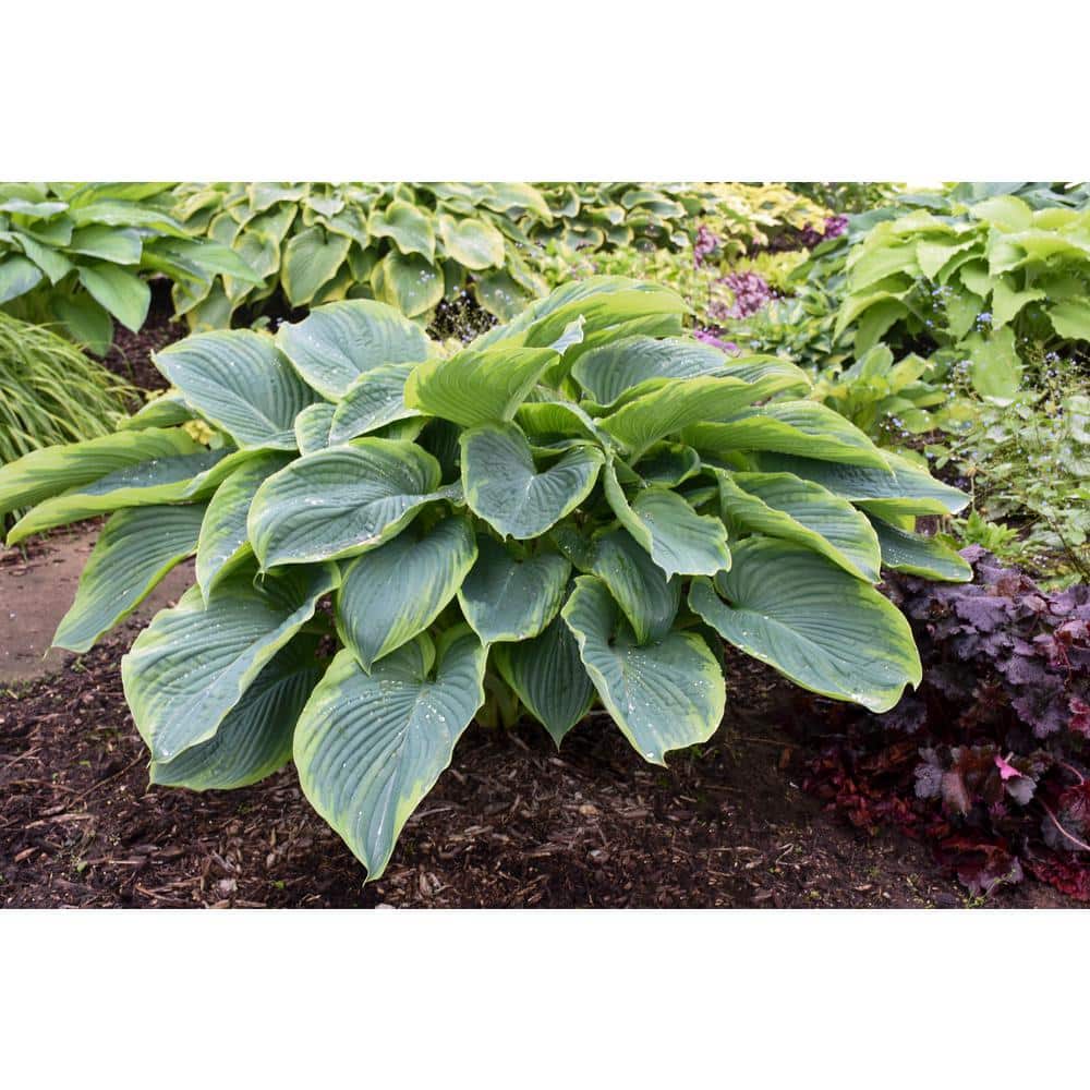0.65 Gal. Shadowland Wu-La-La Hosta Live Plant, Blue-Green Foliage and Purp