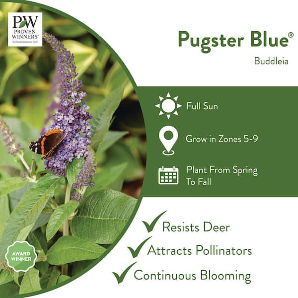 1 Gal. Pugster Blue Butterfly Bush (Buddleia) Live Shrub, Blue Flowers
