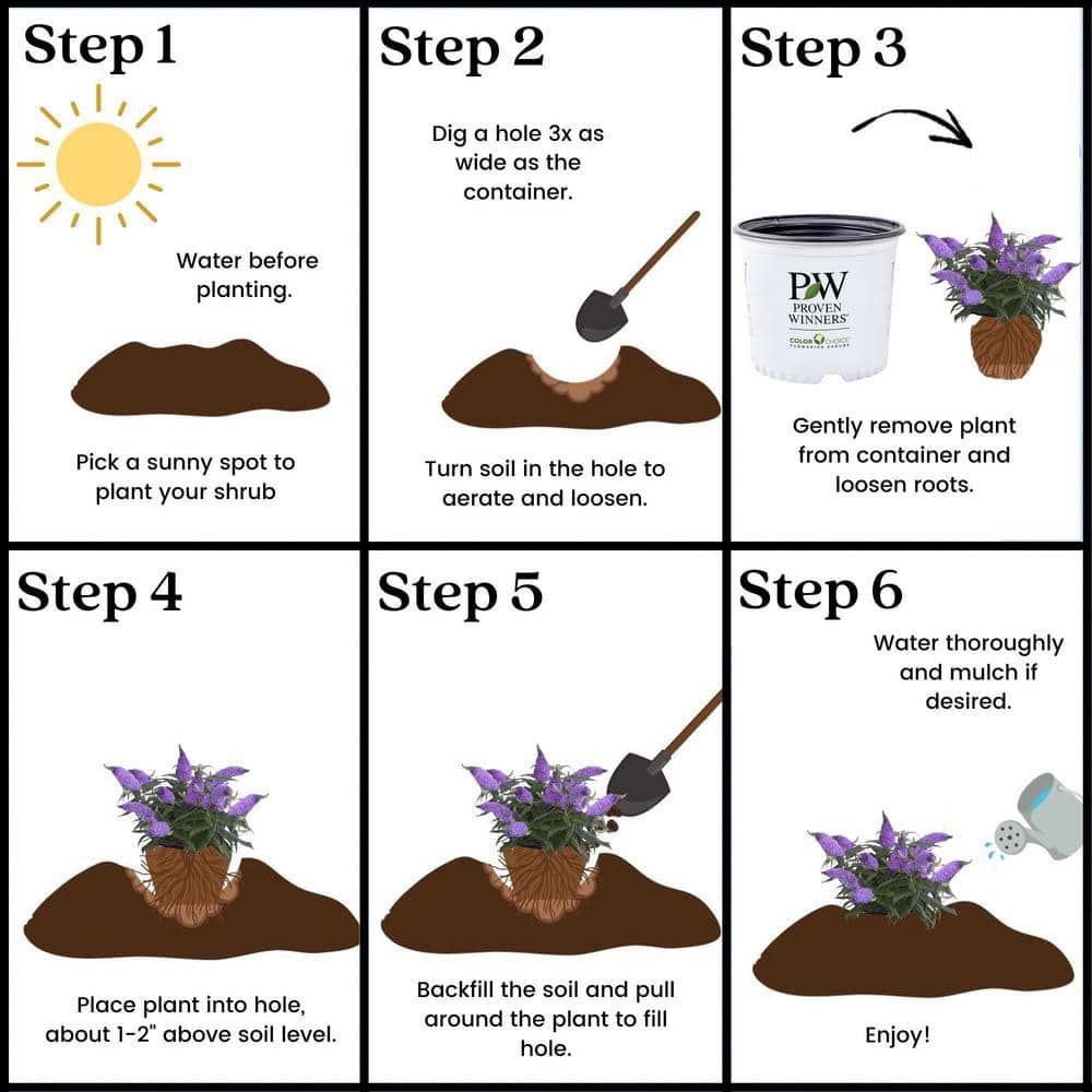 Compact Pugster Amethyst Buddleia 2-Gal Purple Butterfly Bush
