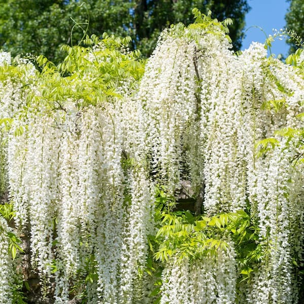 national PLANT NETWORK 1 Gal. Wisteria White Flowering Shrub with White  Flowers HD1106 - The Home Depot