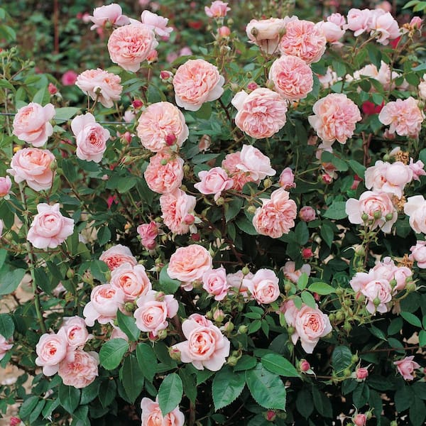 national PLANT NETWORK Bare Root Climbing Rose Colette (2-Pack)