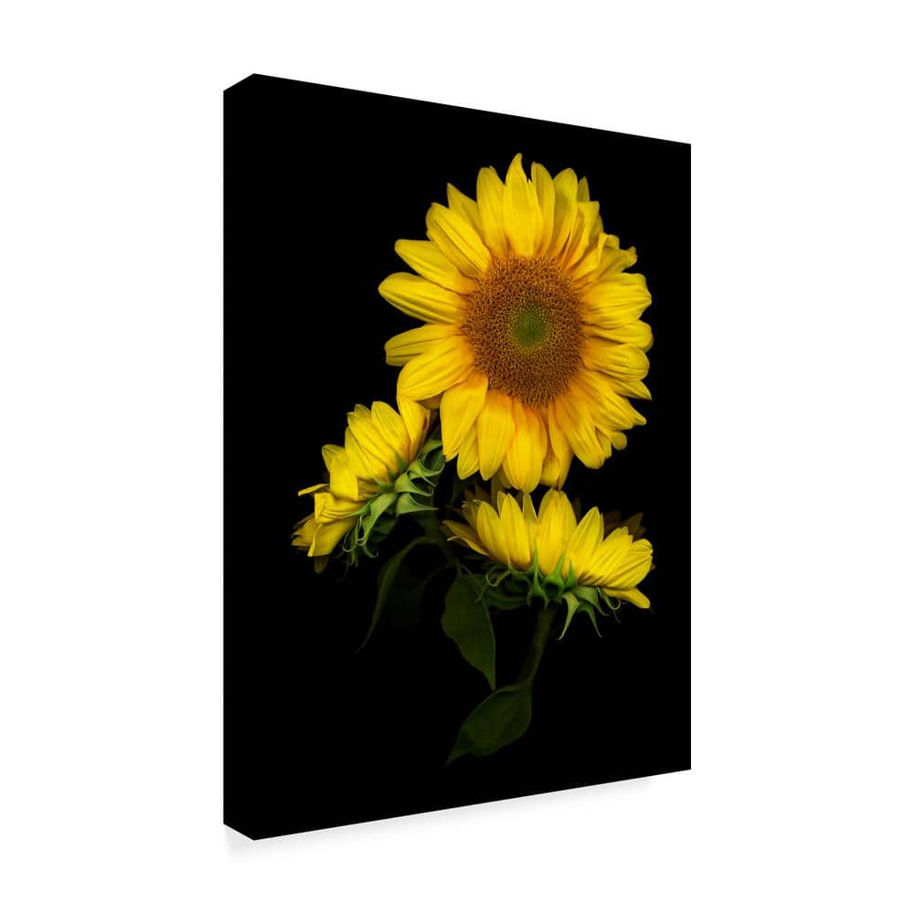 Large Yellow Sunflower Canvas Print on Black Background